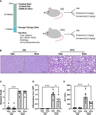 Modulating sphingosine 1-phosphate receptor signaling skews intrahepatic leukocytes and attenuates murine nonalcoholic steatohepatitis